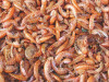 Sušené krevety 2-3 cm 2 l 250 g