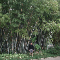 Nádherný bambus