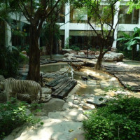 bílý tygr v hotelové zahradě